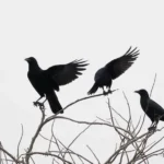 more crows or ravens in coachella valley california meaning