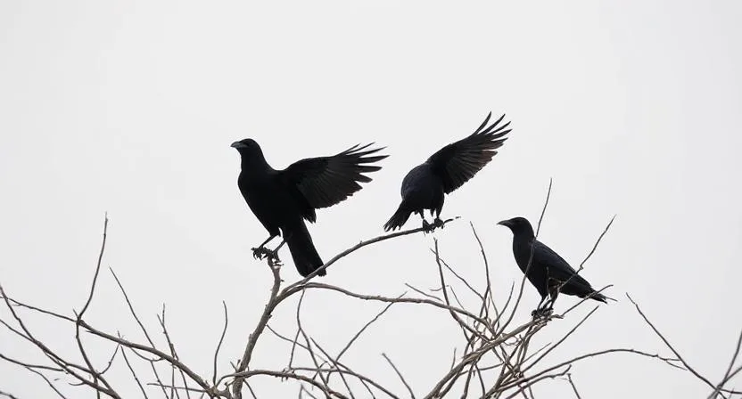 more crows or ravens in coachella valley california meaning